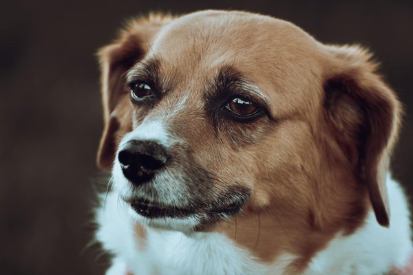 L'intelligence des chiens de police : vérité ou mythe ?