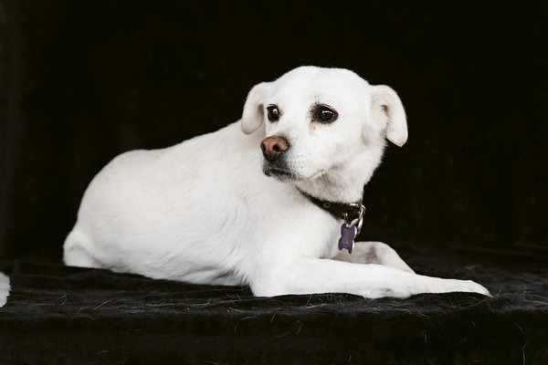 Quel est le prix d'une carrière équestre en 2023 ?