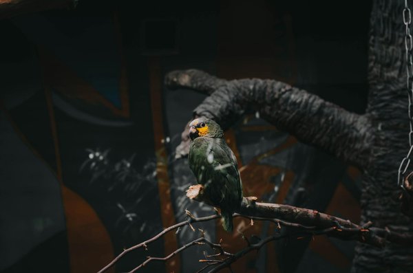 Les différents types de pelage chez les chiots et comment ils changent en grandissant